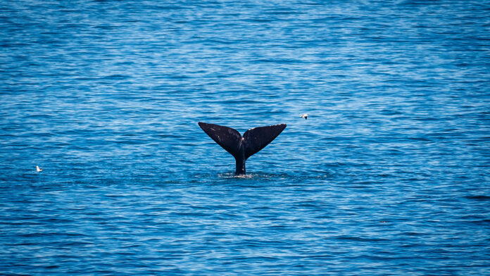 matthias-wesselmann-unsplash BOD Hermanus_Shul Jun26